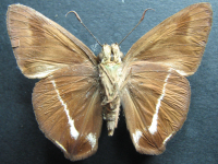 Adult Female Under of Narrow-banded Awl - Hasora khoda haslia
